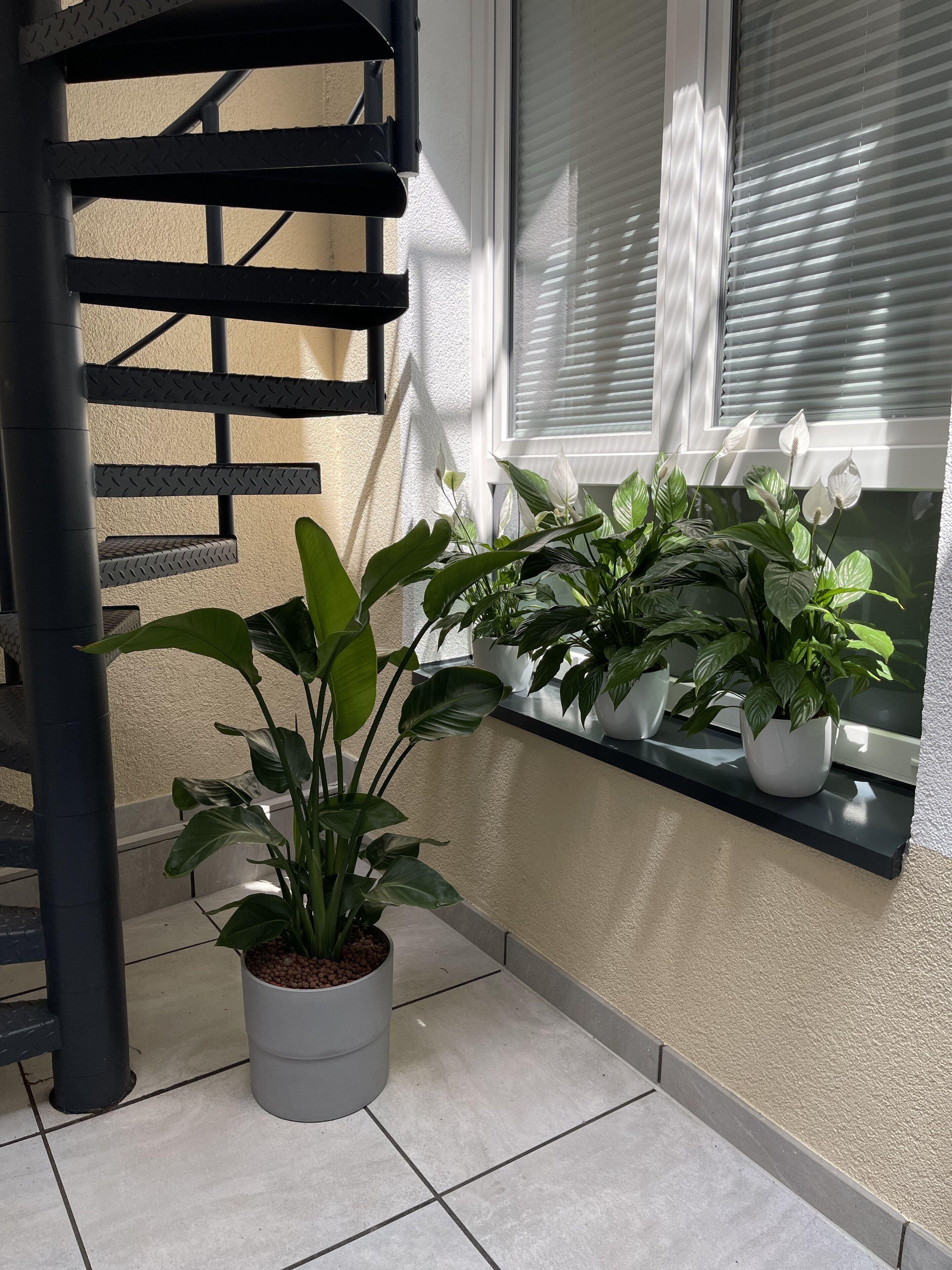 Hotel Palm Premium & Düsseldorf