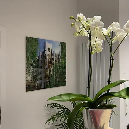 Palm Premium